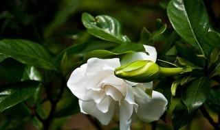 梔子花怎么才能養好，梔子花怎樣養好